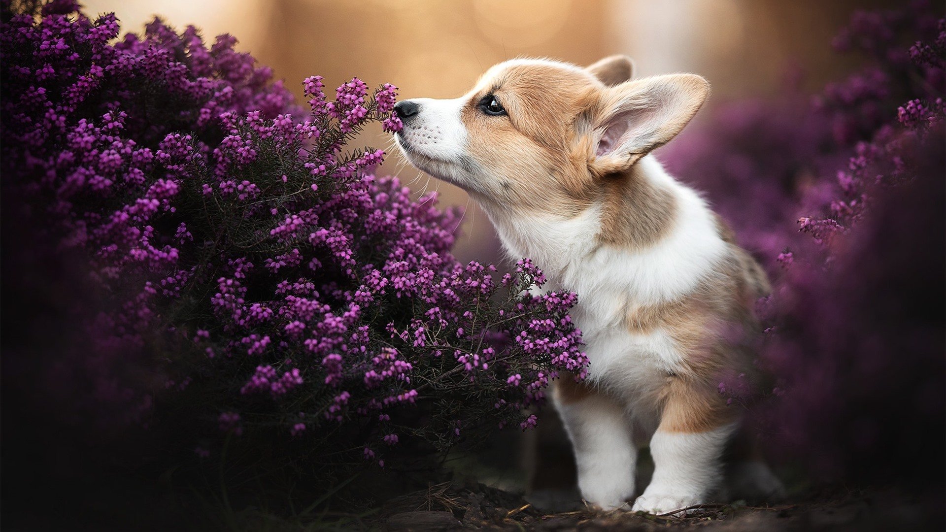 爱游戏-冰封之下，火焰之上，马琳用北欧式冷静为丹麦队凿开胜利之门