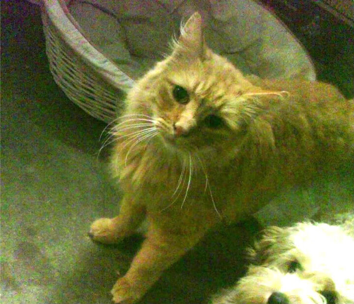 爱游戏体育-钢铁战车轰鸣欧洲！德国男乒3-0横扫瑞典，林高远扛起全队剑指巴黎