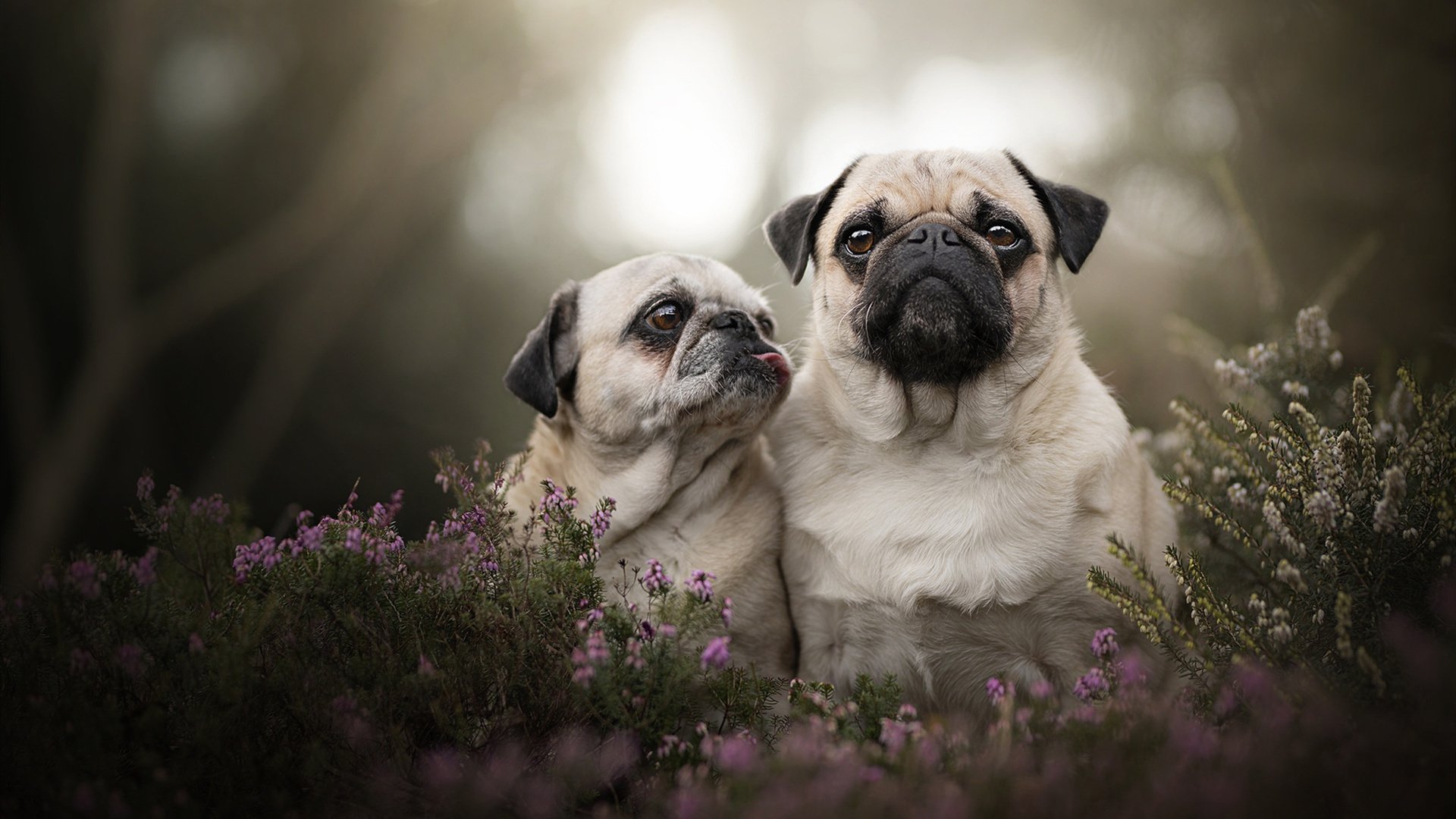 爱游戏大厅-末节17分+关键抢断！霍勒迪绝境救主，吉林虎口拔牙险胜深圳