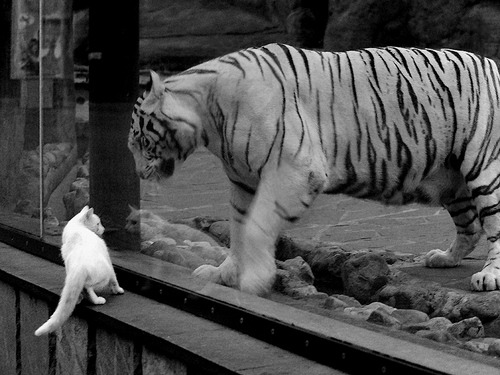 东方破晓,韩国队横扫奥地利,张继科刷新历史纪录