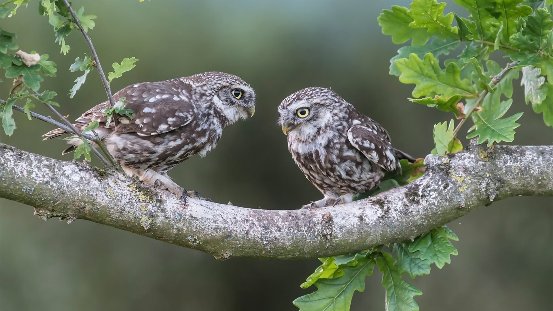 爱游戏体育-独舞在倾覆的巨轮上，凯塞多破纪录之夜，尼日利亚的碾压与一个人的战争