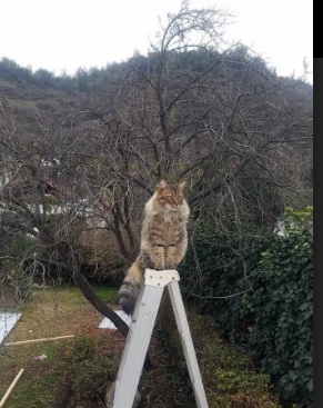 一骑绝尘!詹姆斯关键战尽显无价,绝命三分拯救热火