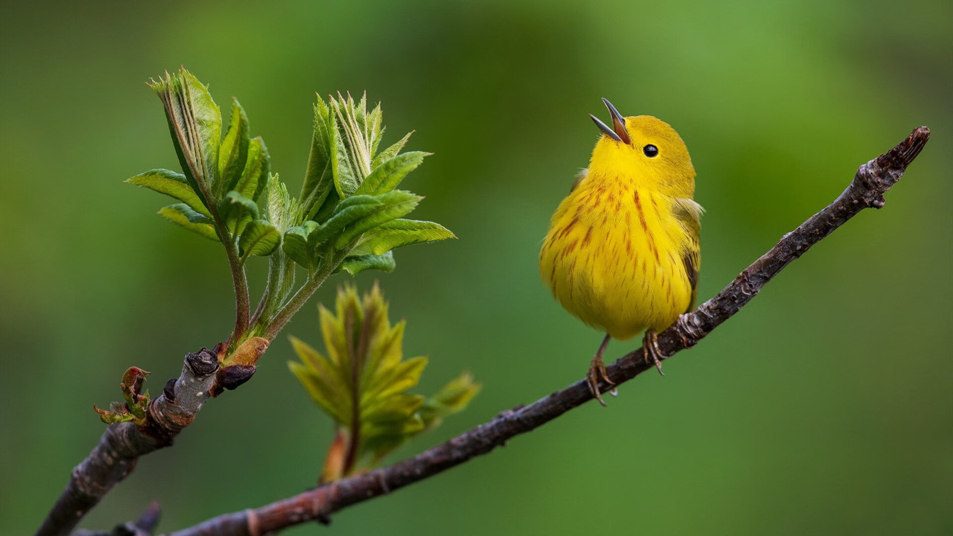 爱游戏娱乐-末节19分！外援莫兰特上演黄蜂时间，致命攻防击溃浙江