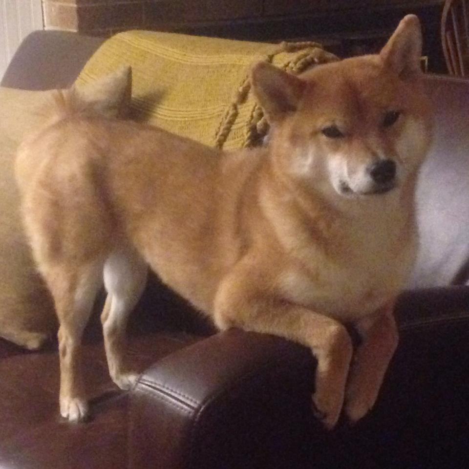 老鹰振翅破王权，德罗赞冷血封喉定乾坤 一场逆袭史诗的关键先生诞生记