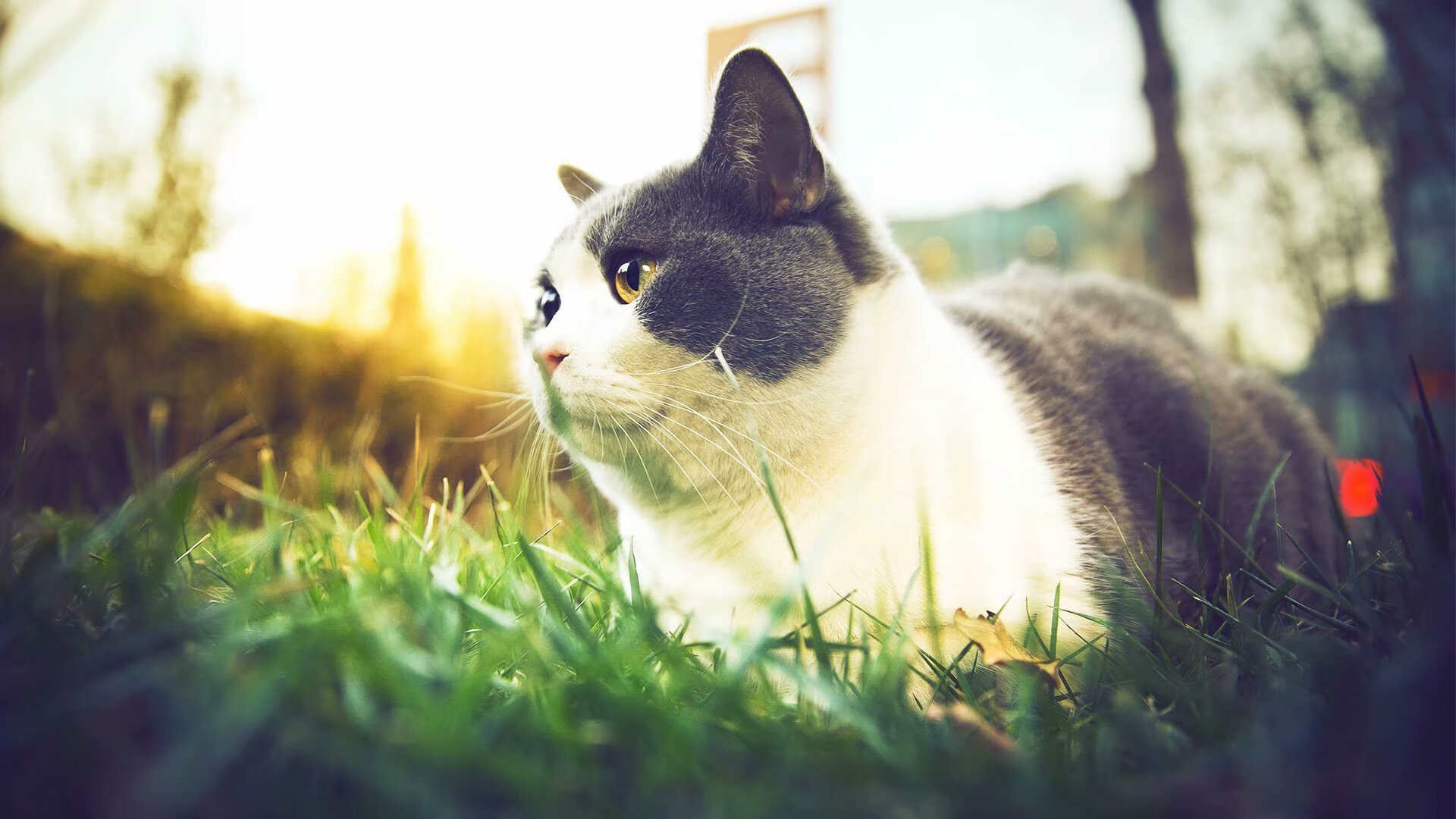 爱游戏入口-铁血蓝黑攻克德国堡垒，门迪从无名到英雄的头号交椅