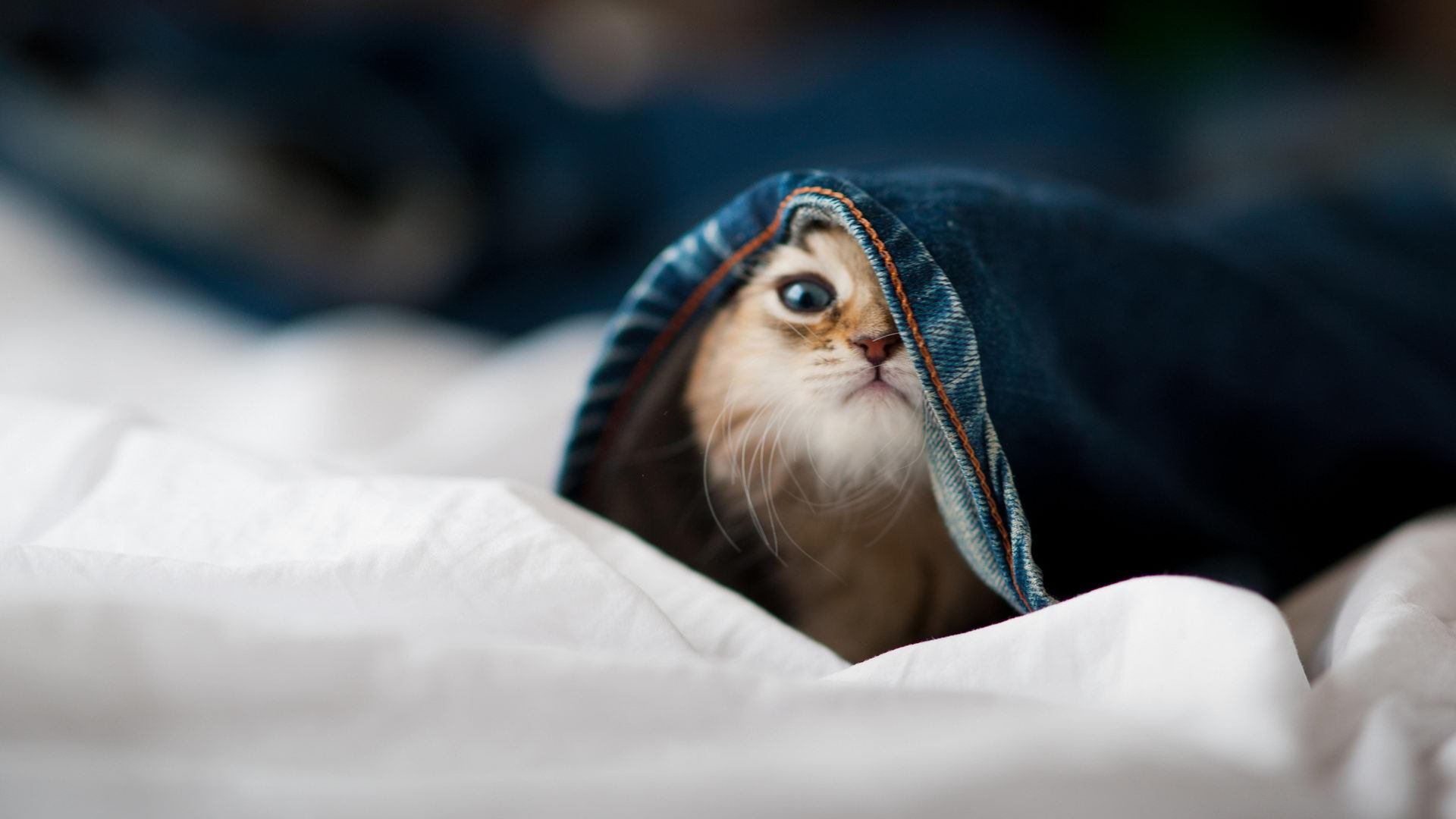 爱游戏官网-单节风暴，阿根廷15分钟撕裂法国，罗德里戈于美加墨加冕新王