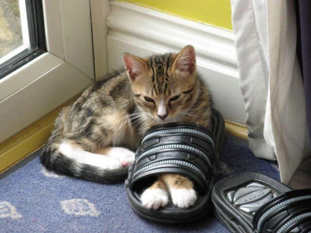 以压力为名,当戈贝尔的阴影笼罩,快船的齿轮如何碾过广东的防线