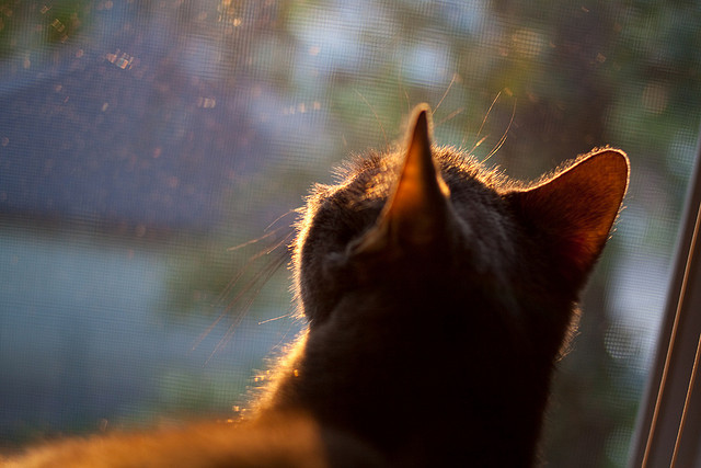 意甲焦点战，罗马主场轻取卡利亚里，强势冲击欧冠区