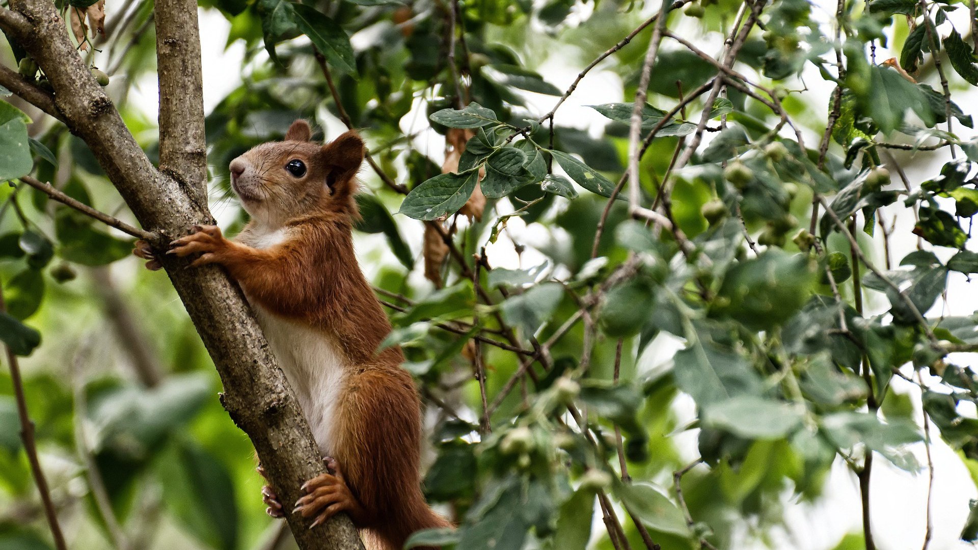 爱游戏下载-代码泄露！欧冠淘汰赛惊现NBA外挂玩家，伦纳德如何篡改体育规则？