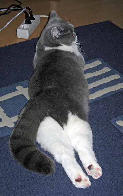 跨界隐喻，NBA季后赛的委内瑞拉式收割与几内亚的赛场启示