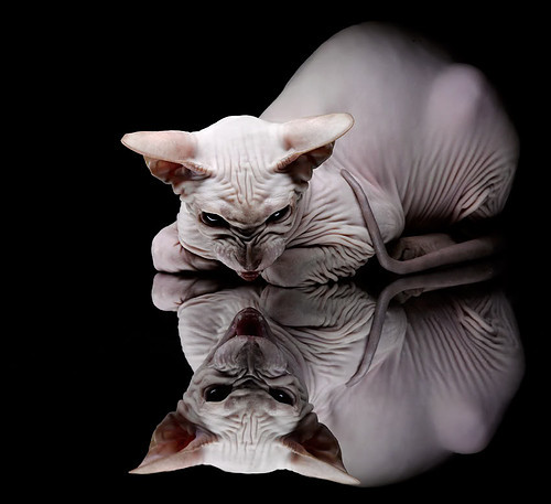 东方的库里之魂，辽宁队如何以库有引力压制深圳队