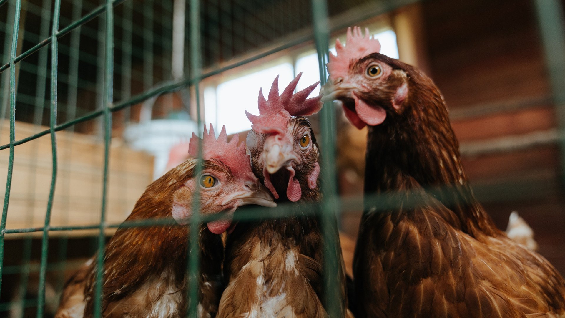 爱游戏在线-福克斯，欧冠决赛夜的孤注一掷，与评分栏上的完美答案