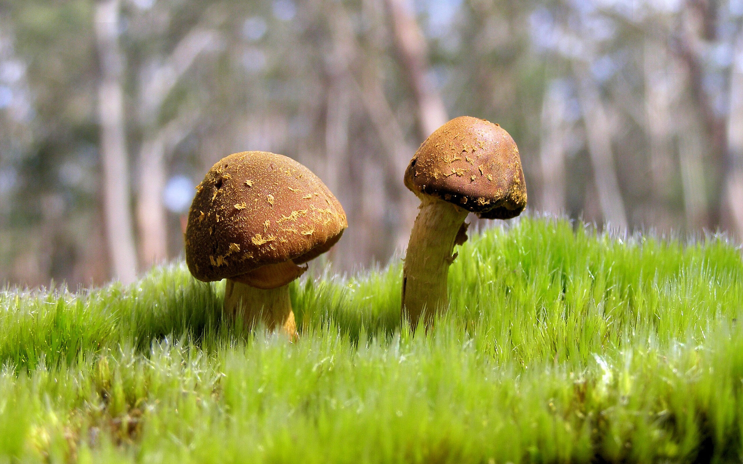 逆火少年，当勒沃库森的闪电战，遇见舞台中央的佩德里